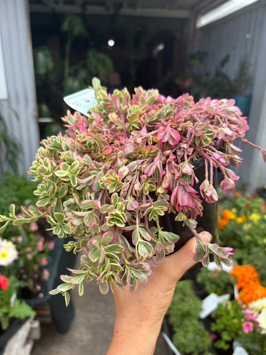 Portulaca Variegata