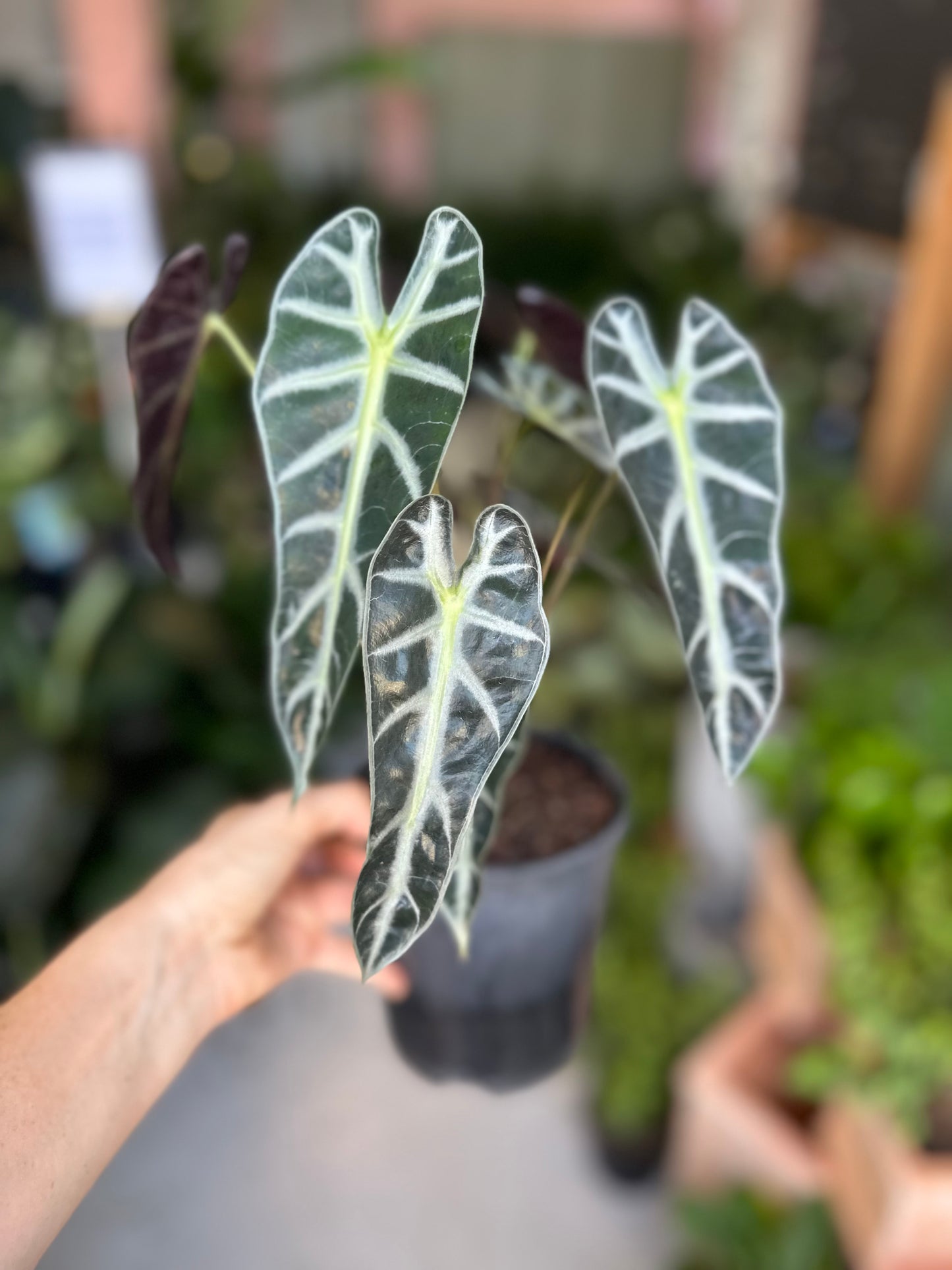 Alocasia Amazonica Dwarf