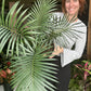 Cycas Thouarsii