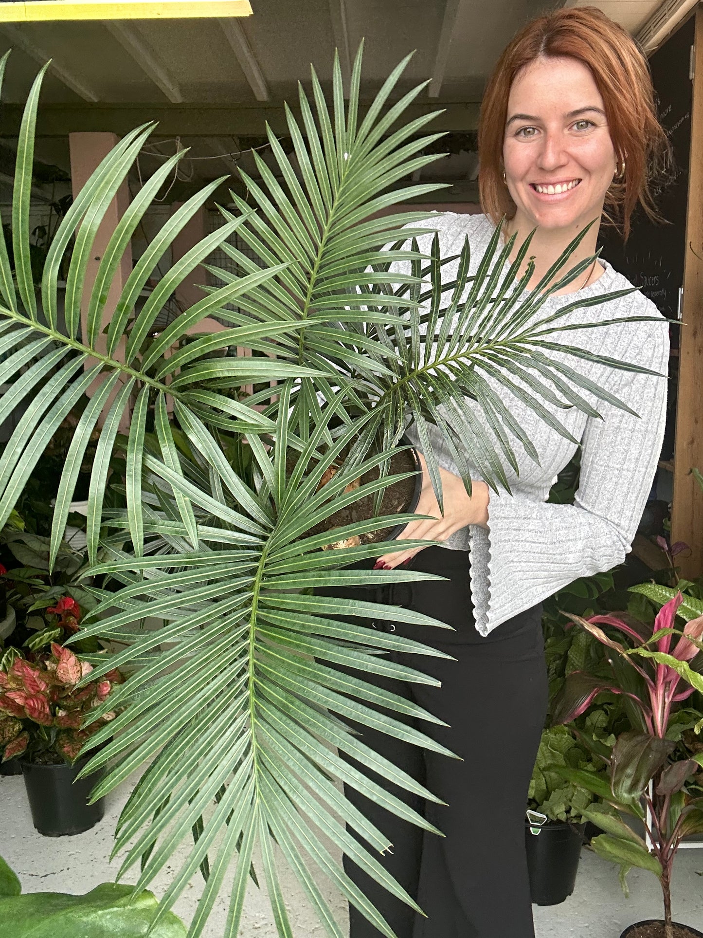 Cycas Thouarsii