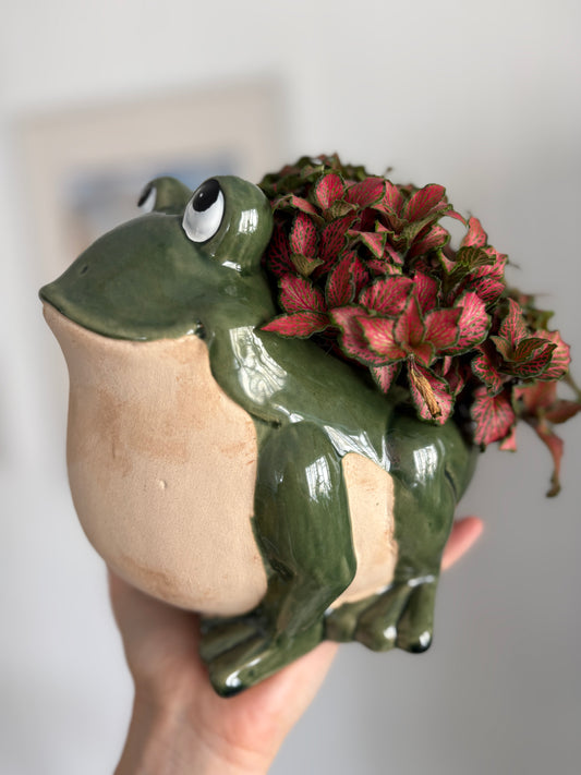 Burt - Fittonia Filled Frog