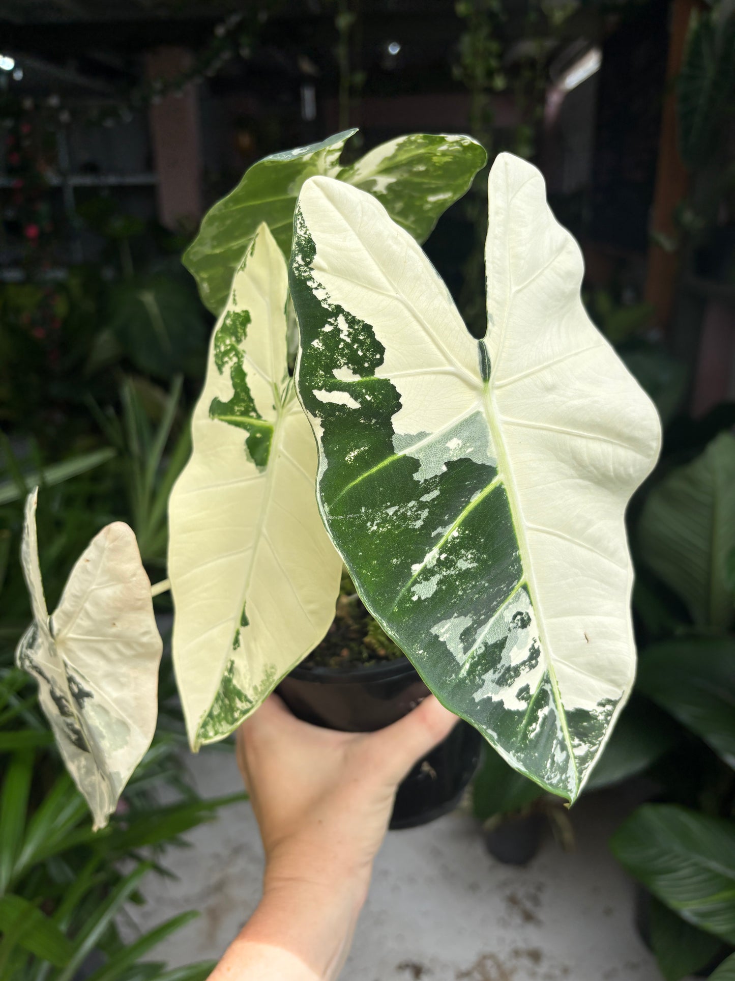 Alocasia micholitziana frydek Variegata