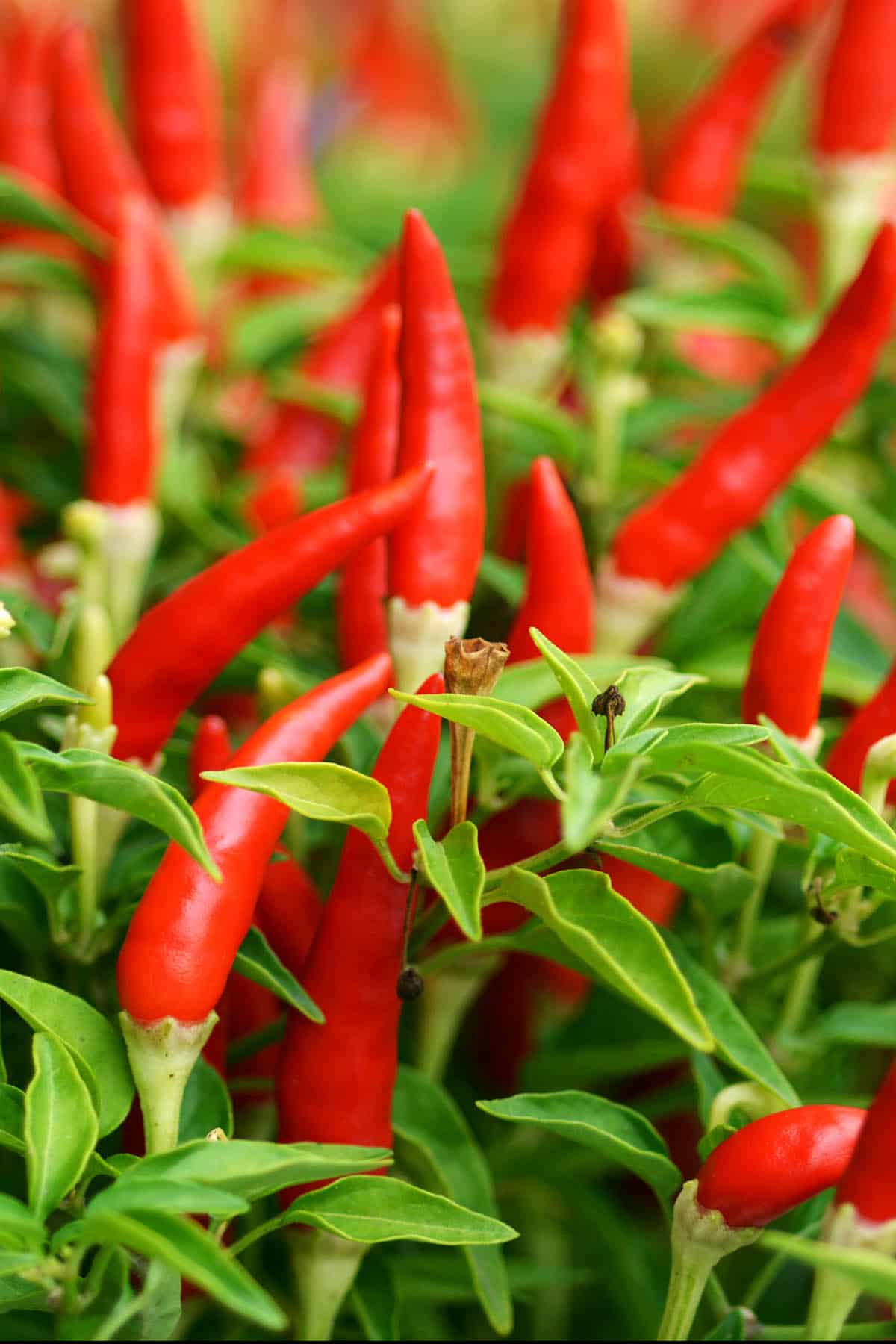 Bird’s Eye Chilli