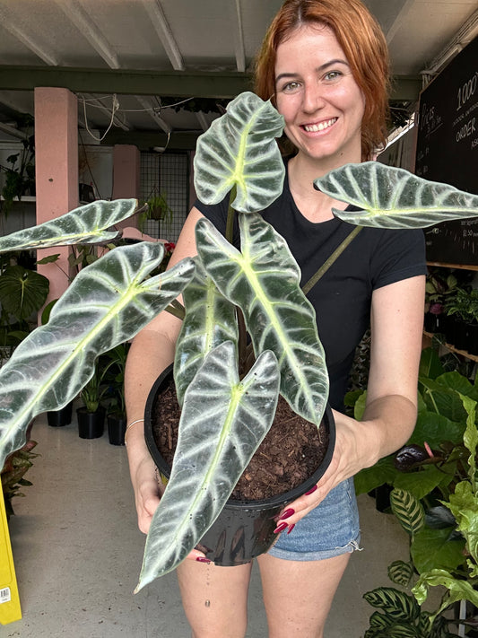 Alocasia Bebe Bambino