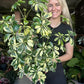 Variegated Umbrella Tree