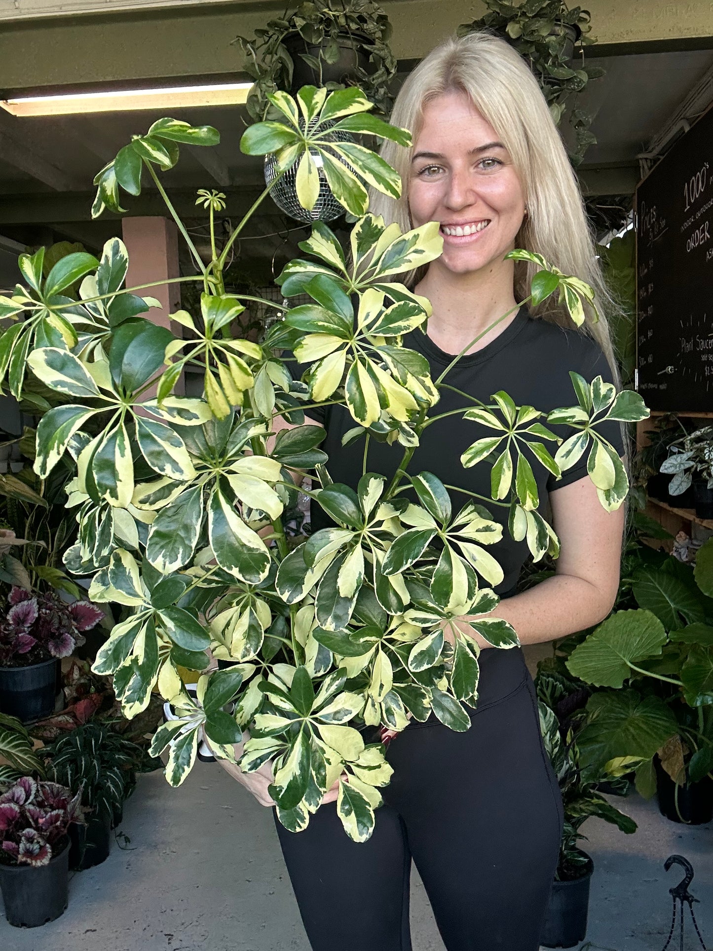 Variegated Umbrella Tree