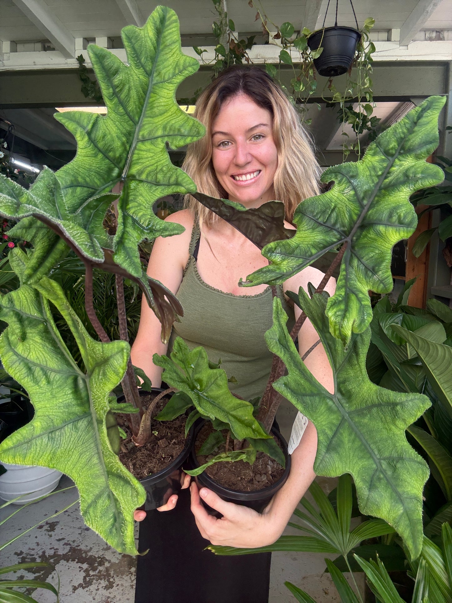Alocasia Jacklyn