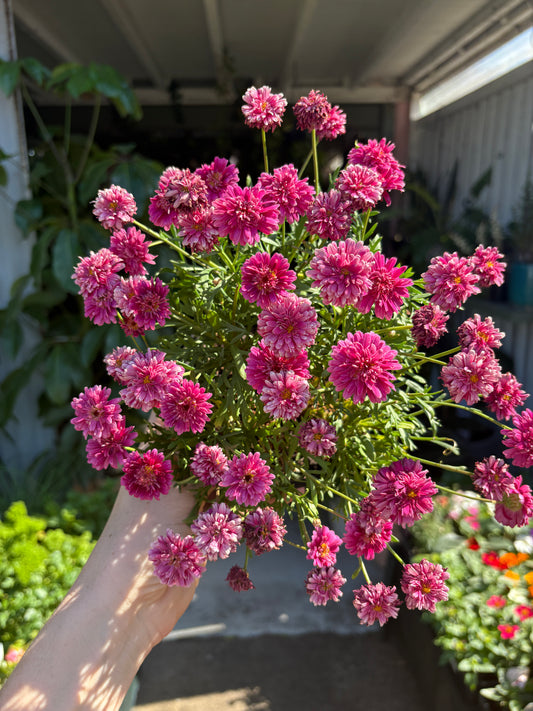 Argyranthemum Pom Poms