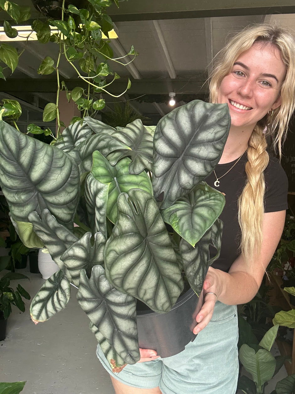 The Jungle Plant Co | Buy indoor plants in Cairns