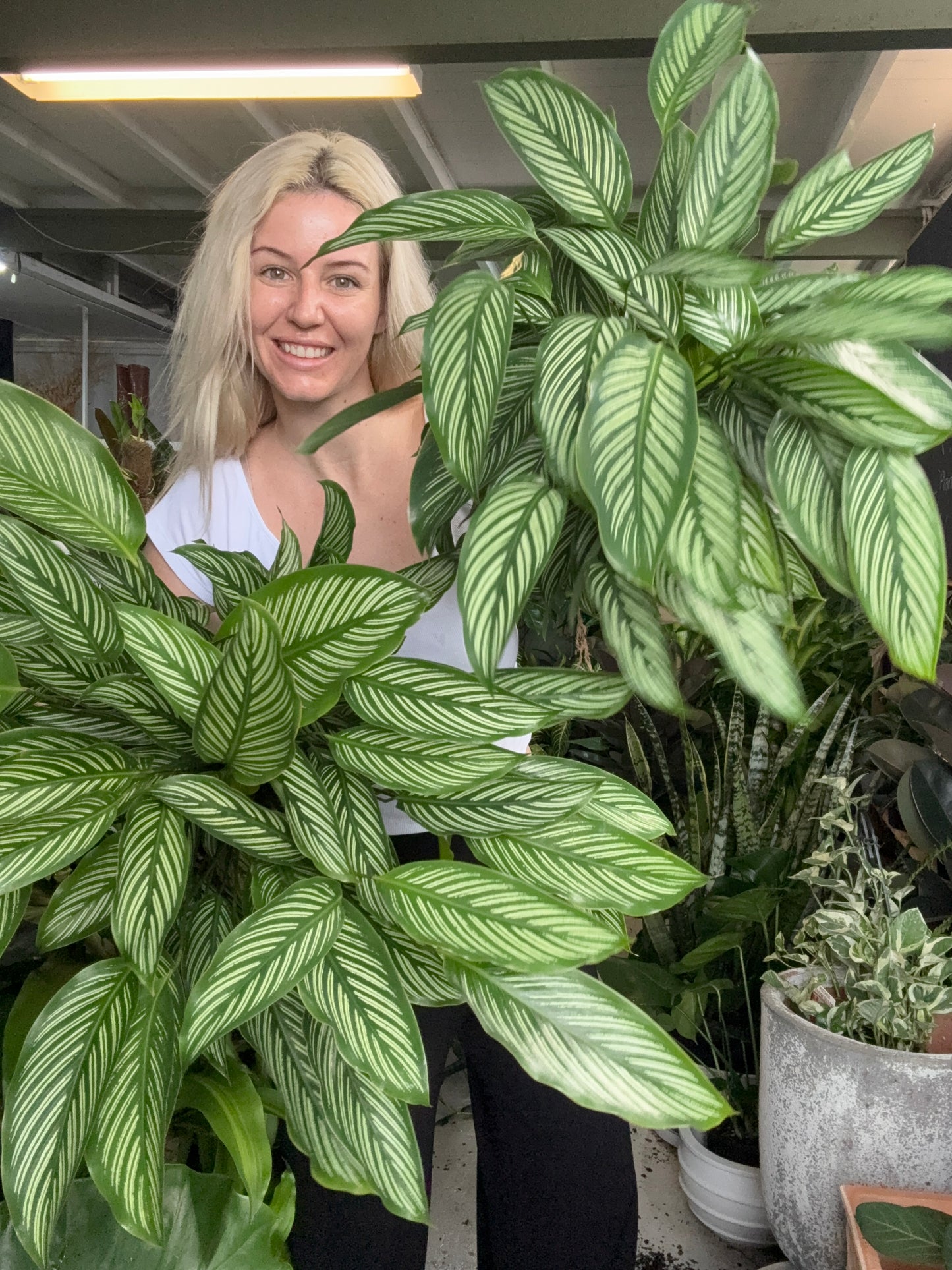 Calathea Vittata
