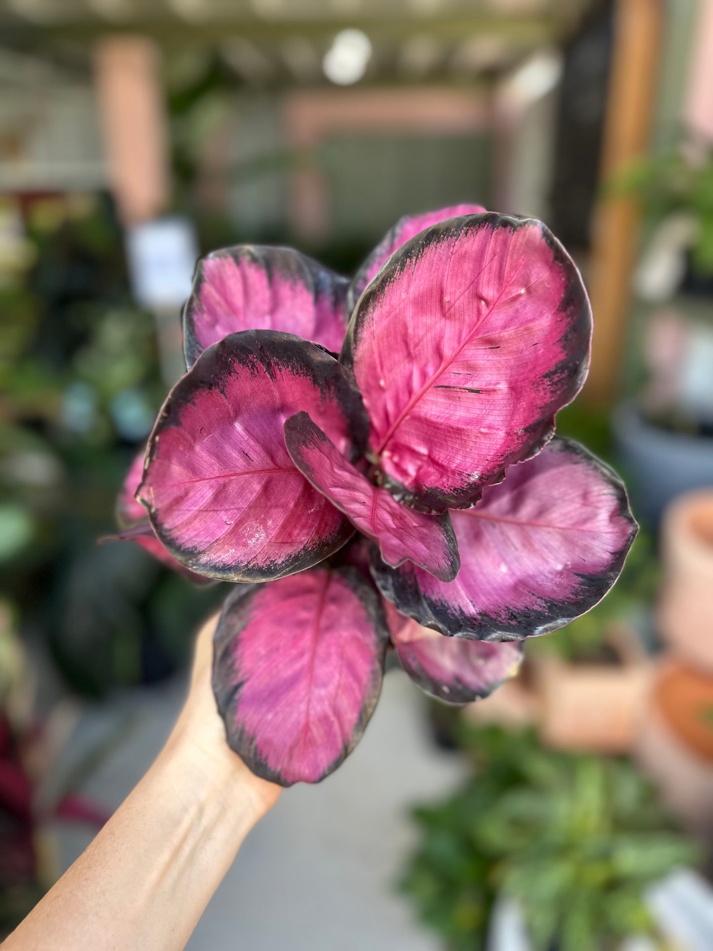 Calathea Rosy