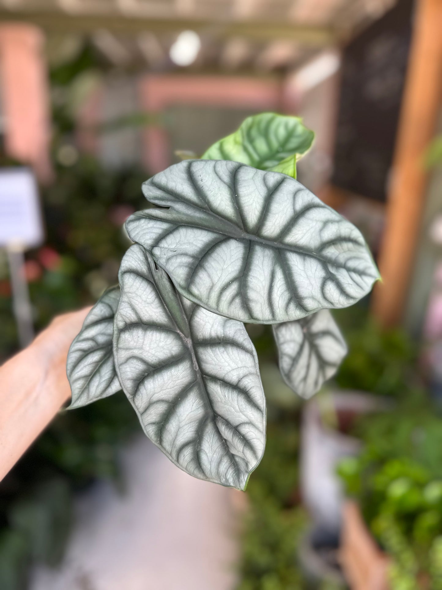 Alocasia Silver Dragon