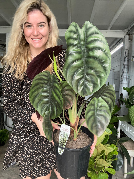 Alocasia Red Secret