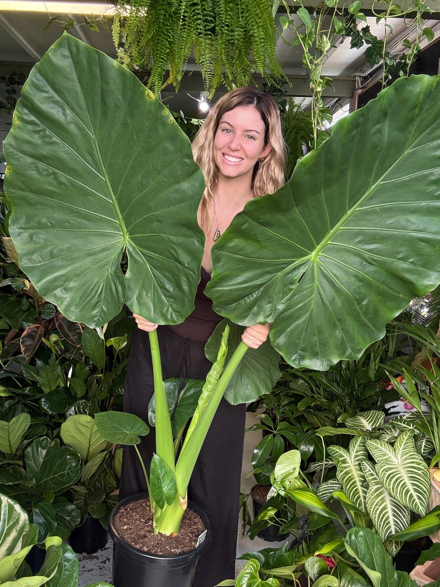Alocasia macrorrhiza