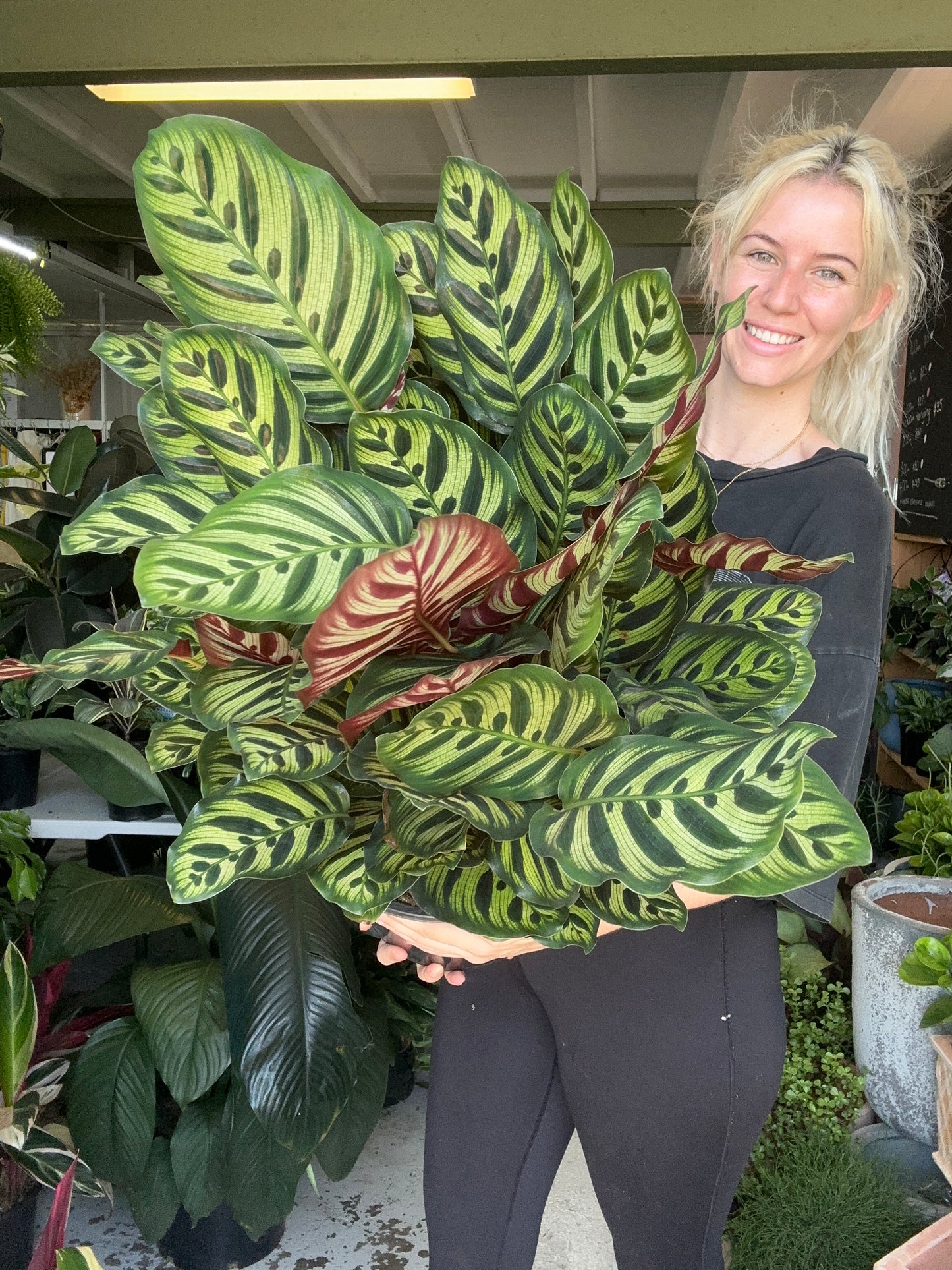 Calathea Makoyana Large