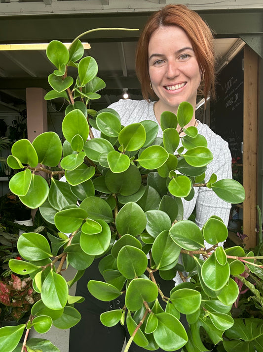 Peperomia Jade