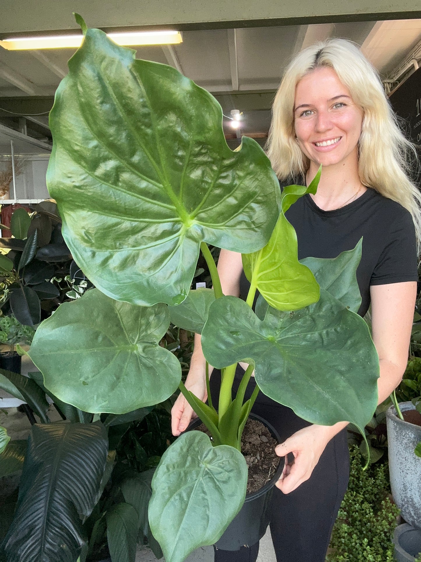 Alocasia Cucullata