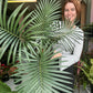 Cycas Thouarsii