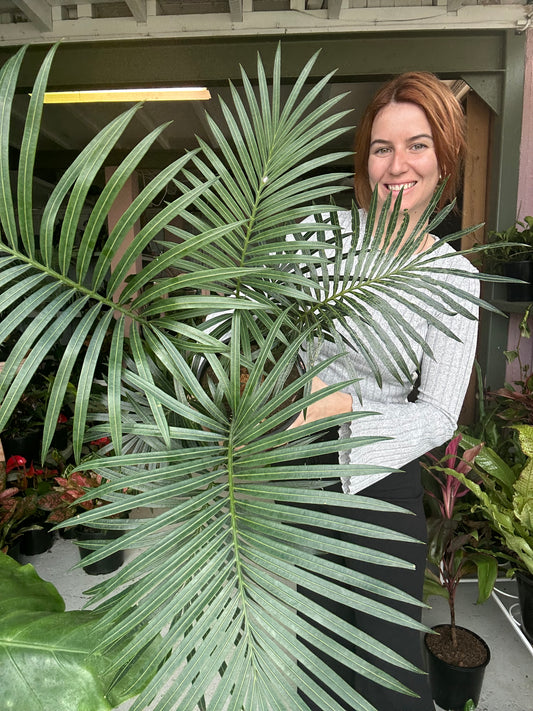 Cycas Thouarsii