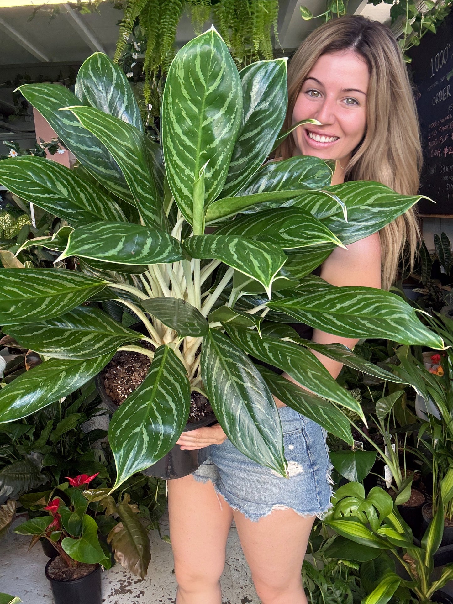 Aglaonema Sapphire (Multiplanted)