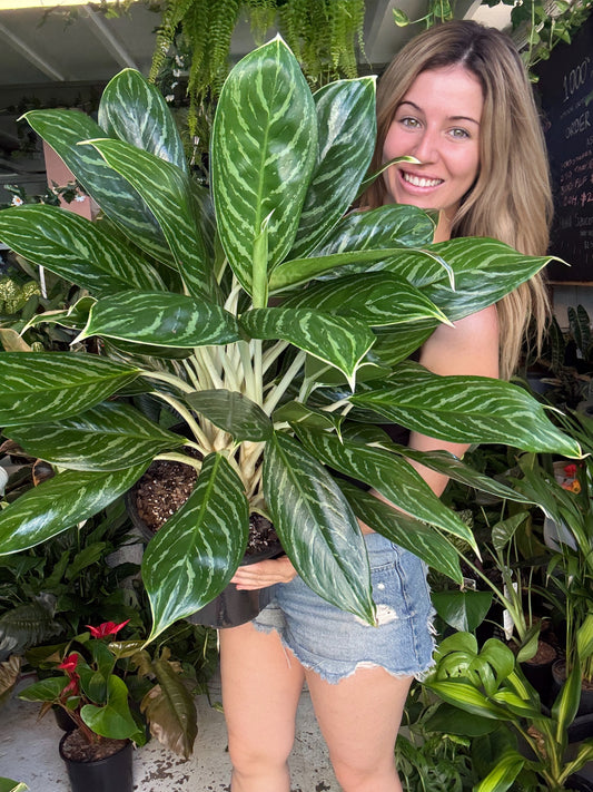 Aglaonema Sapphire (Multiplanted)