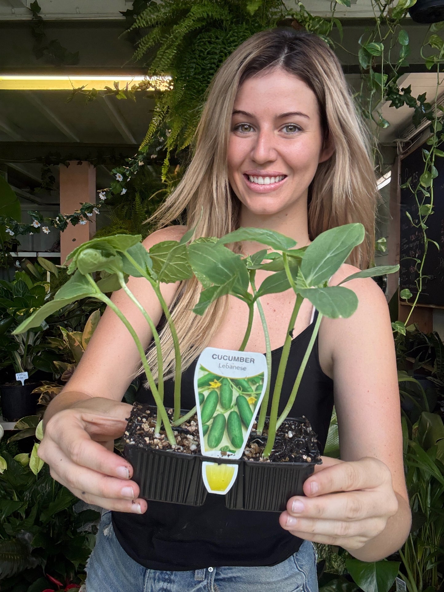 Lebanese Cucumber – Metric Punnet