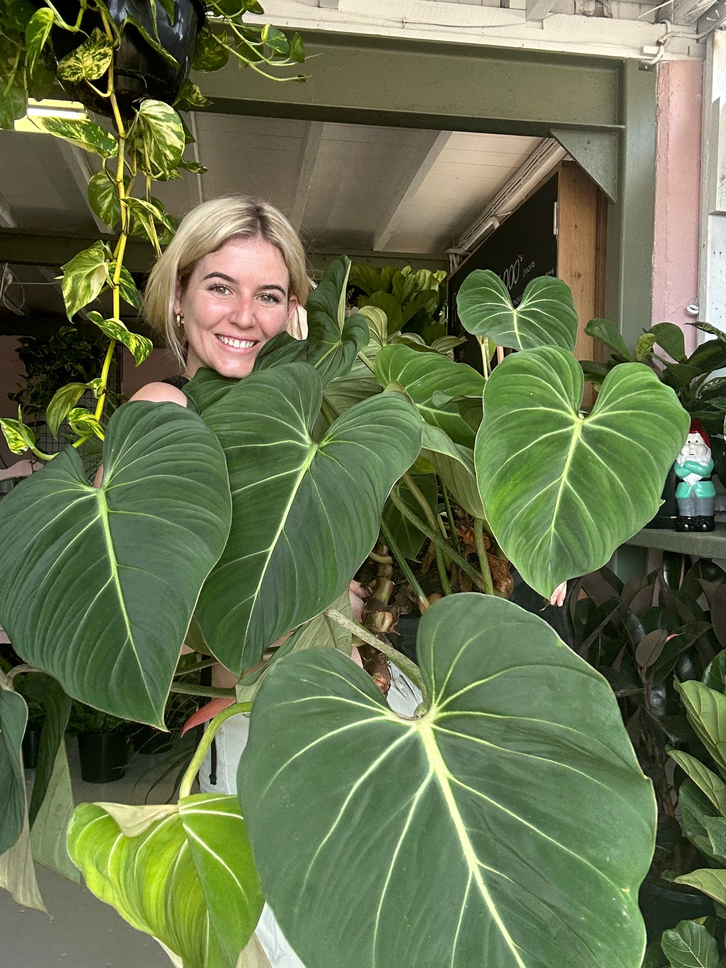 Philodendron Gloriosum Large – The Jungle Plant Co