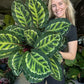 Calathea Illustris