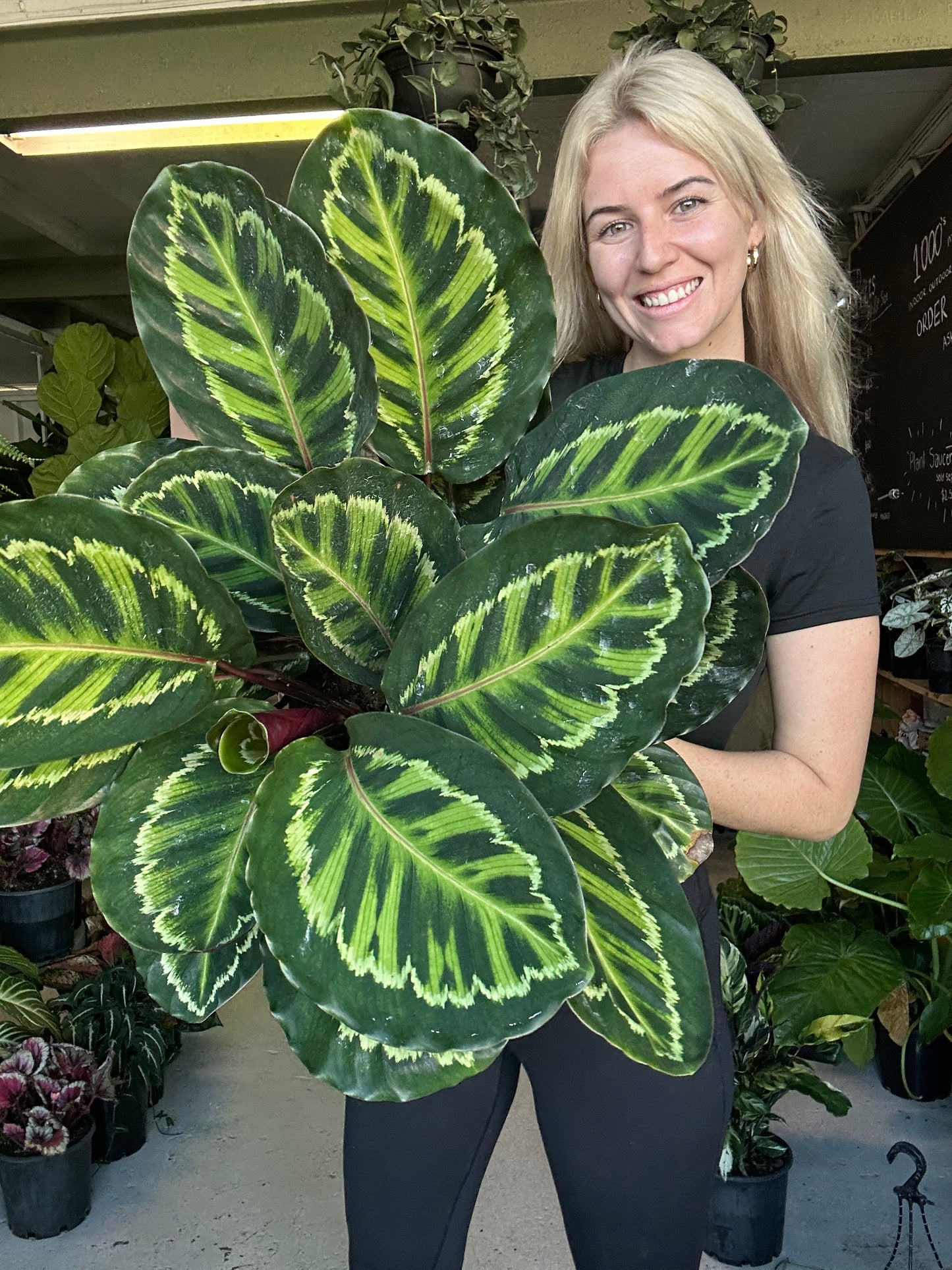 Calathea Illustris