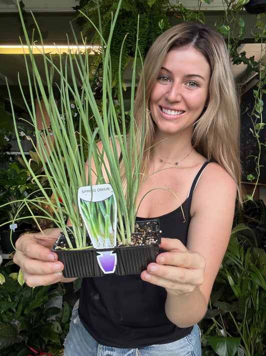 Spring Onion – Metric Punnet