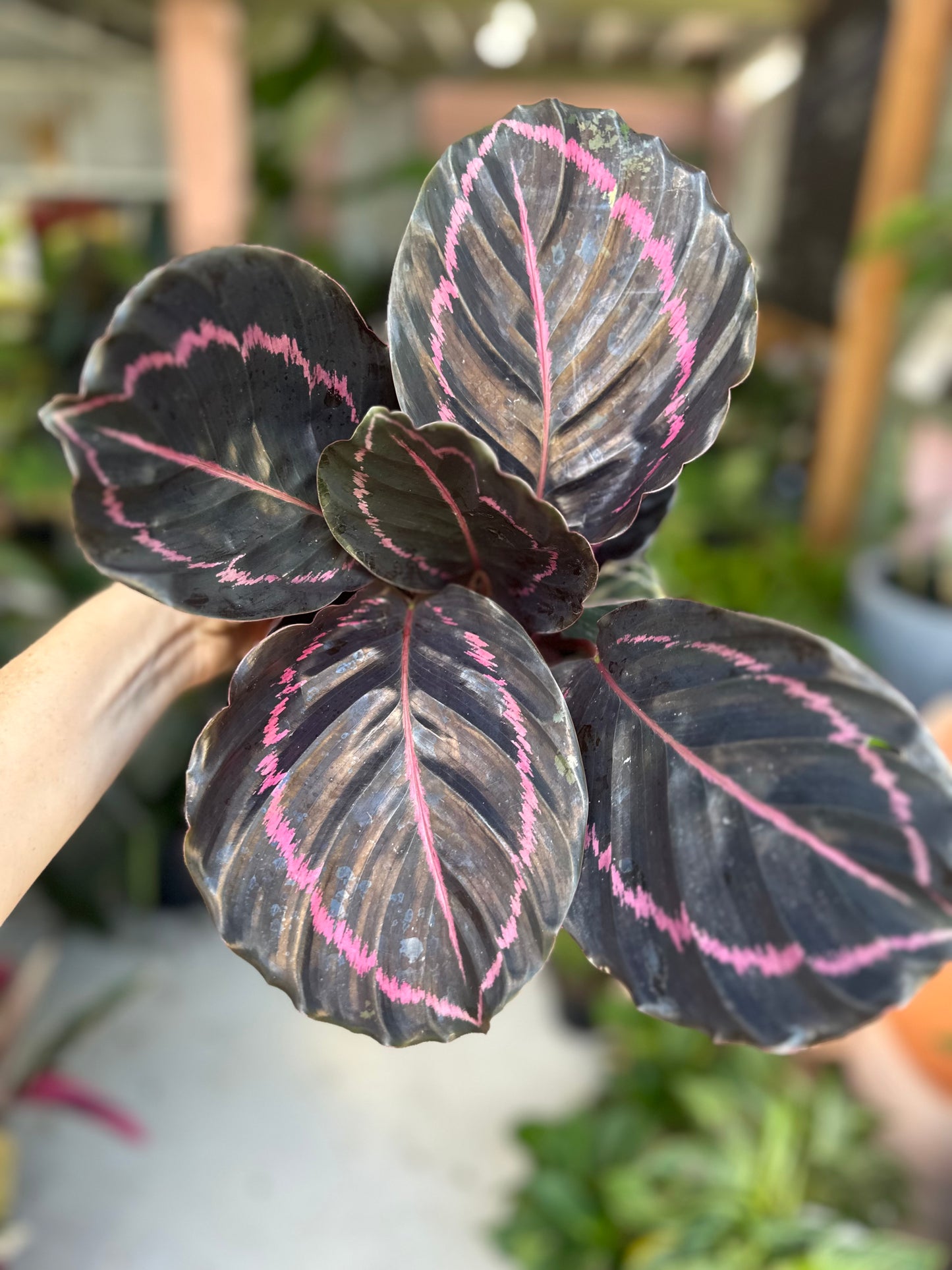 Calathea Dottie