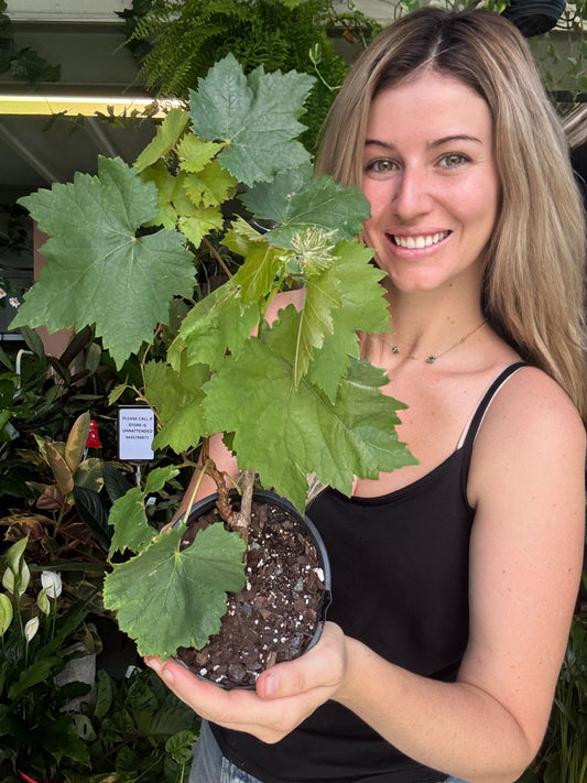 Menindee Seedless Grape