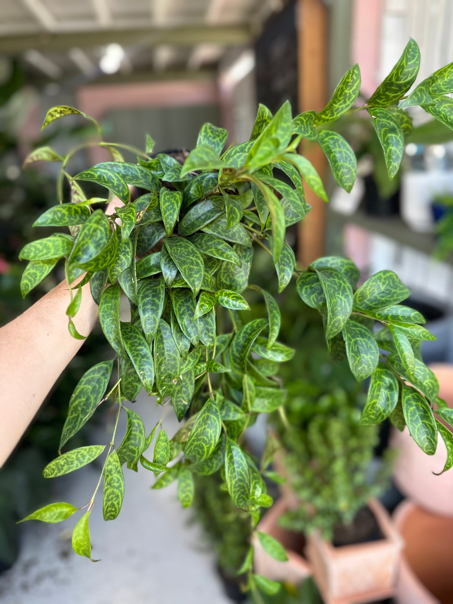 Black Pagoda Lipstick Plant