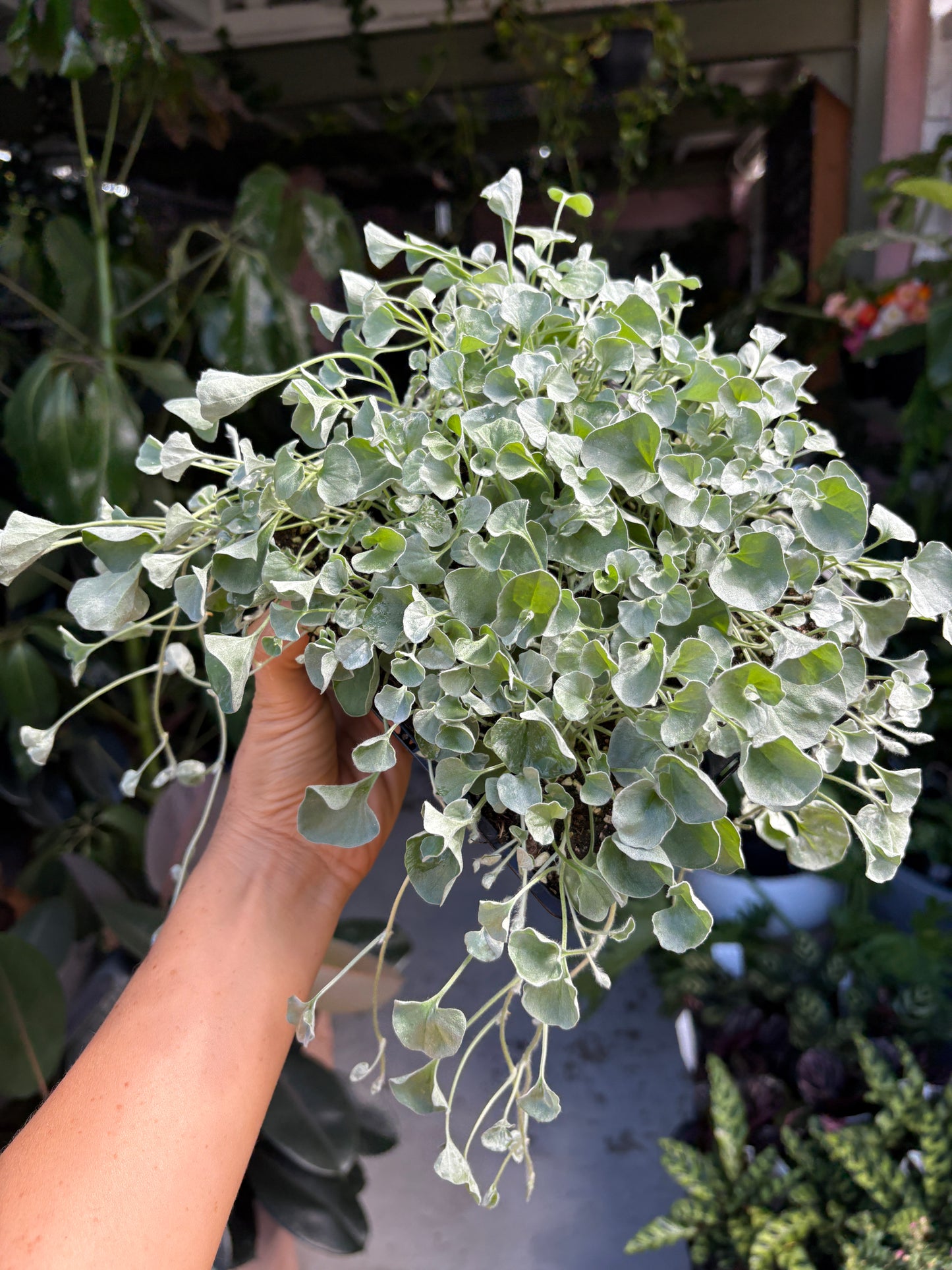 Dichondra Silver Falls