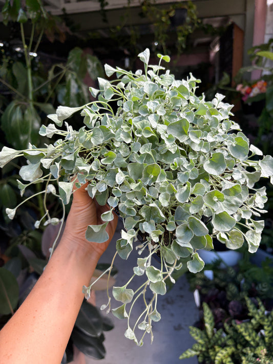 Dichondra Silver Falls