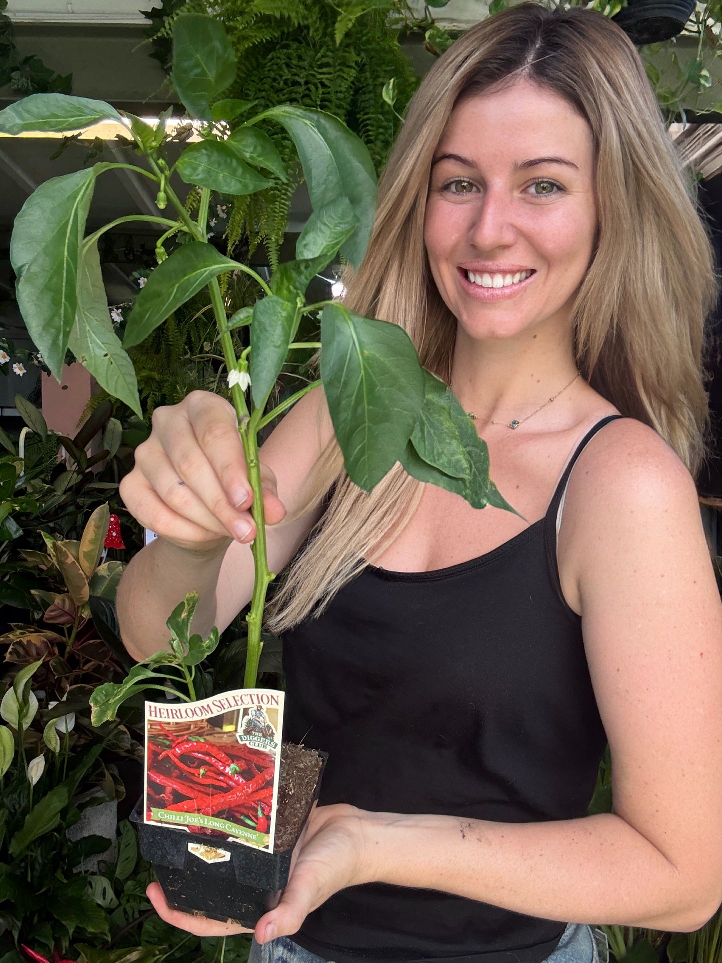 Long Cayenne Chili Peppers