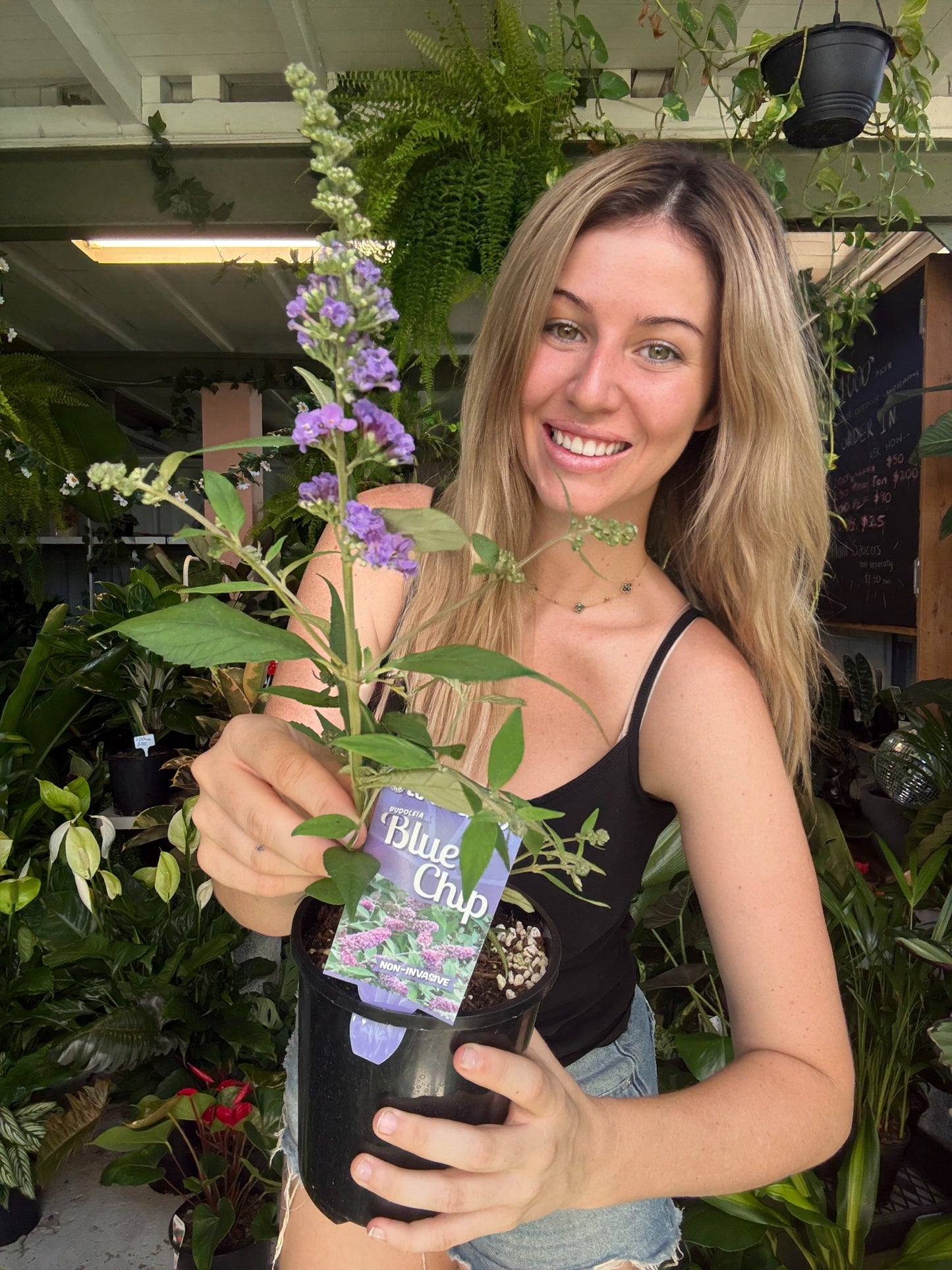 Buddleia ‘Blue Chip’ – Butterfly Bush 💙🦋