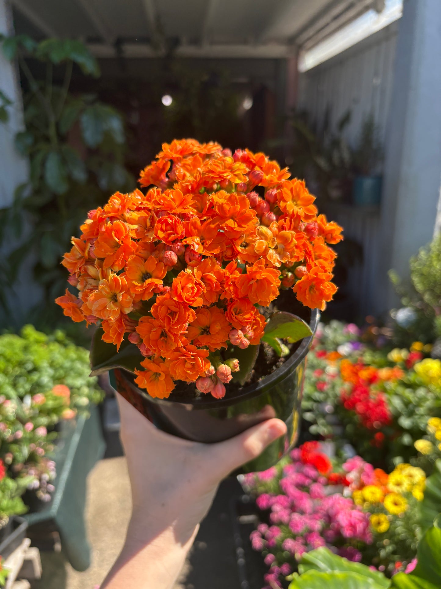 Kalanchoe Queen Lee