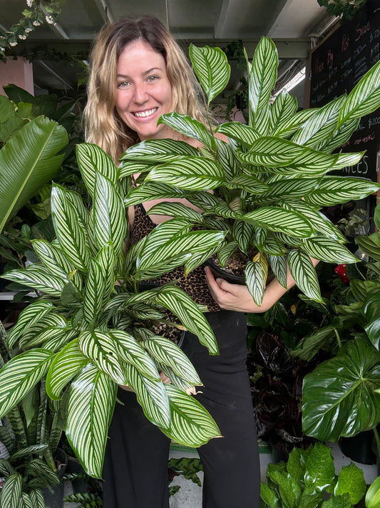 Calathea ‘Vittata’