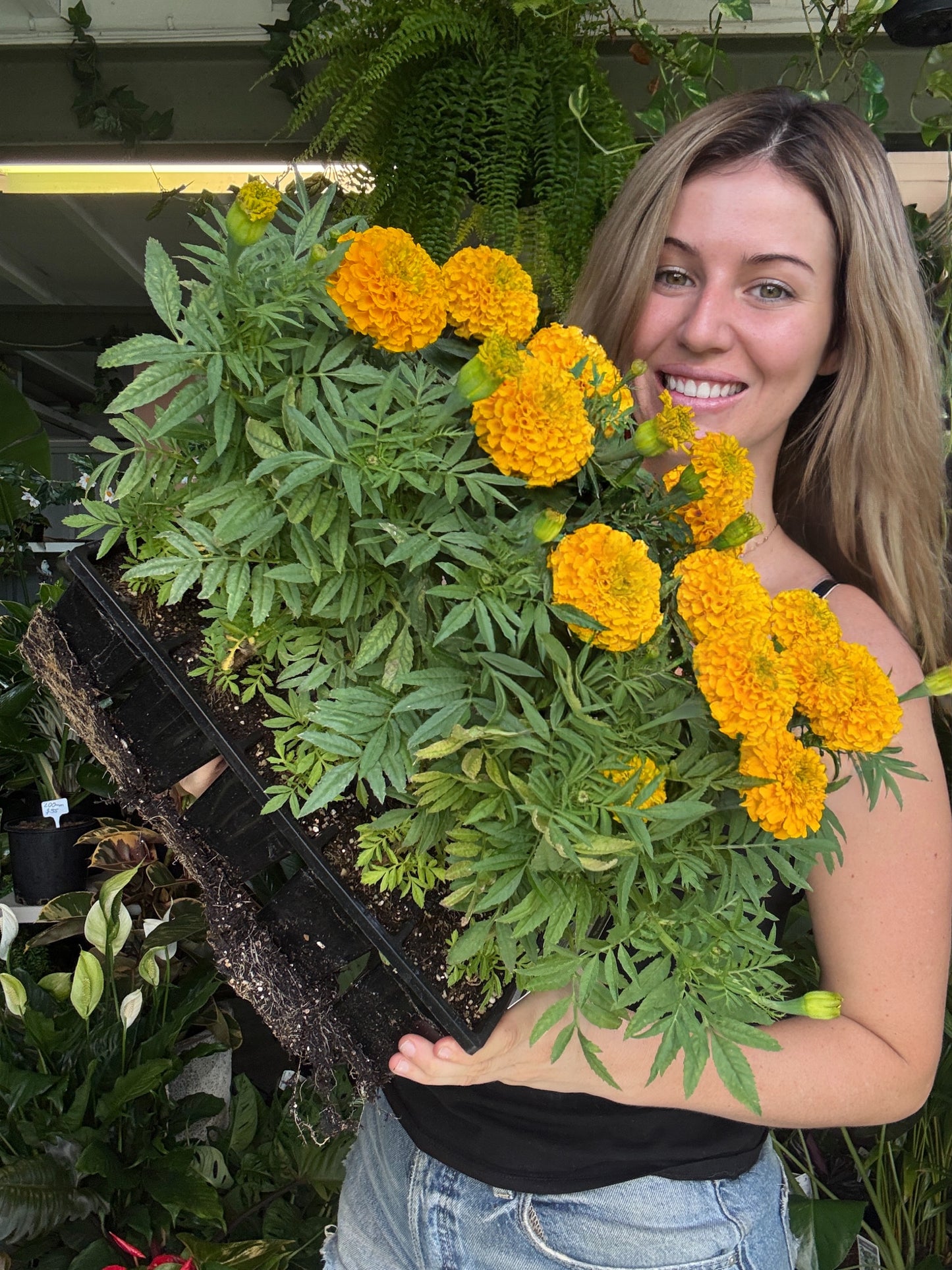 Marigold – 10 Pack