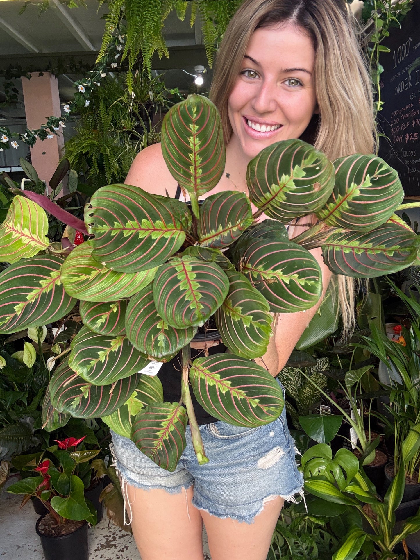 Maranta ‘Red Stripe’