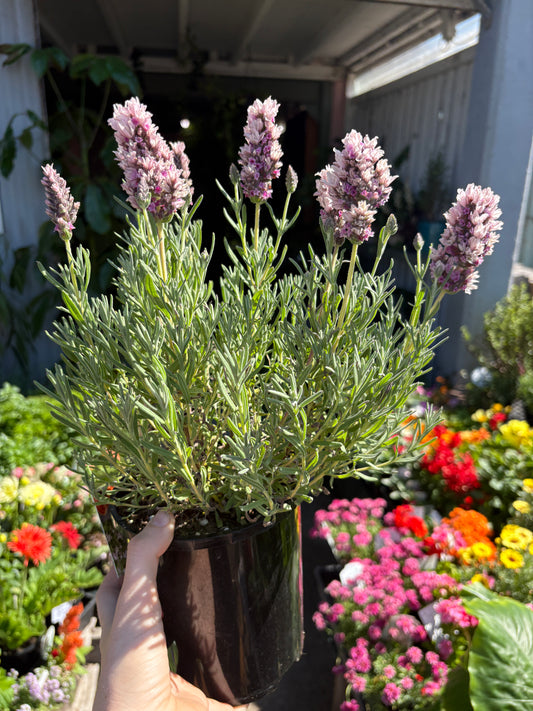 Lavender ‘Sensation Double Musk’
