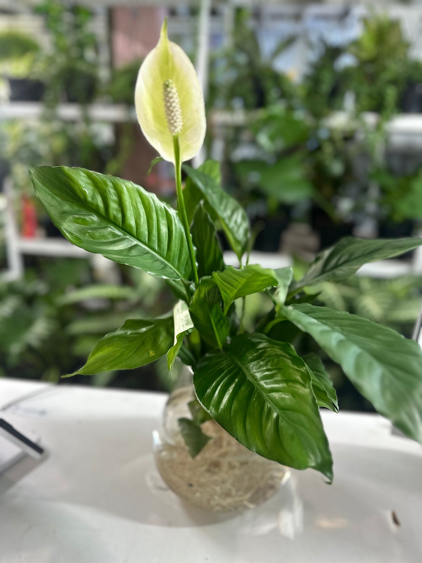 Hydroponic Peace Lily