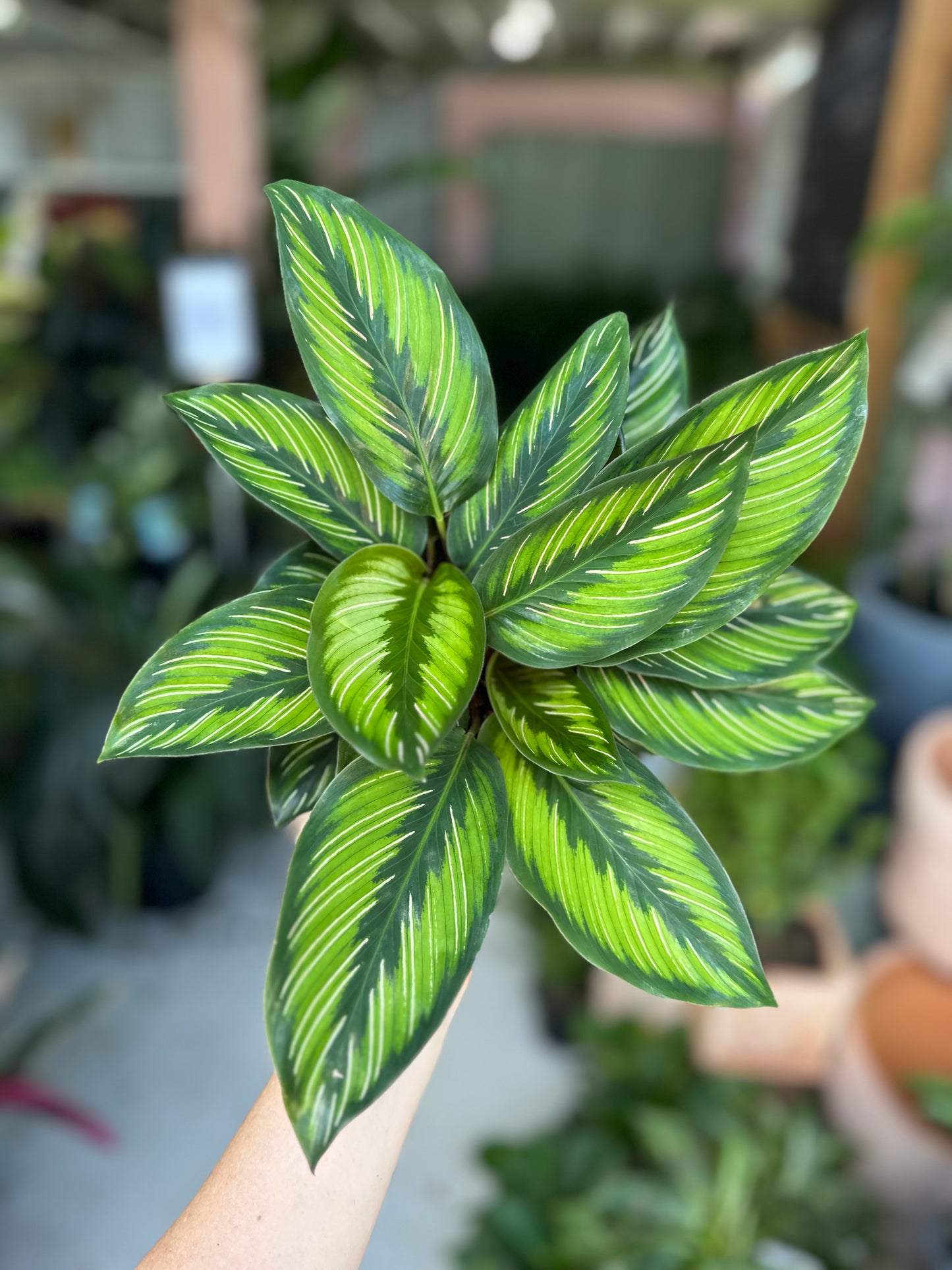 Calathea Beauty Star