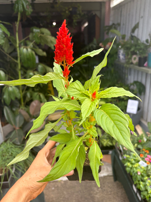 Celosia spp. Mix