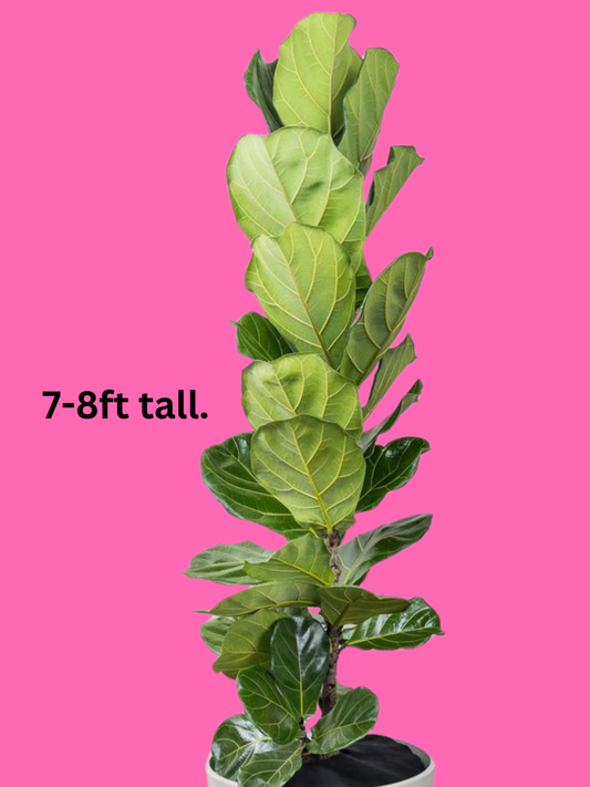 50% OFF - FICUS LYRATA 400mm