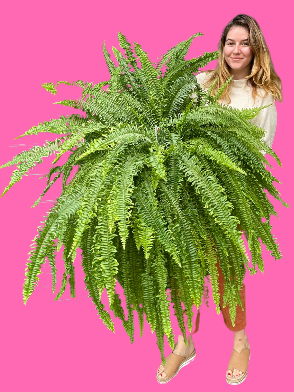 Arianne Fern 400mm