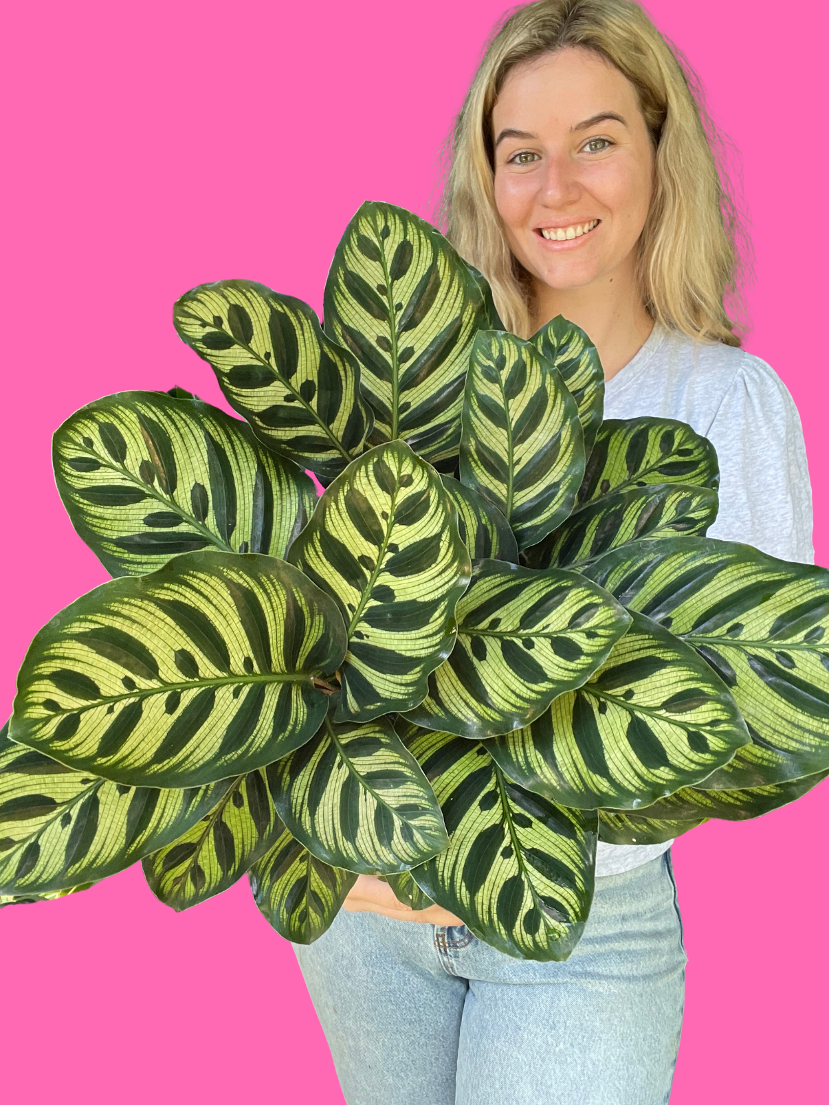 Calathea Makoyana