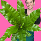 Birds Nest Fern (Nidus)