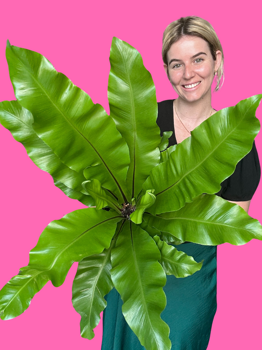 Birds Nest Fern (Nidus)